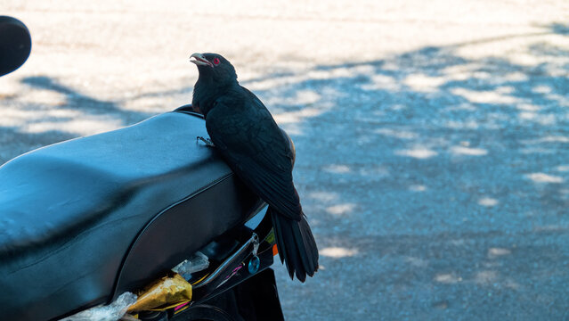 Asian koel (Eudynamys scolopaceus malayana). Malaysia tame bird. These birds sing beautifully and appear in myths of peoples of Southeast Asia. Cry of koel signifies coming of New Year in April.