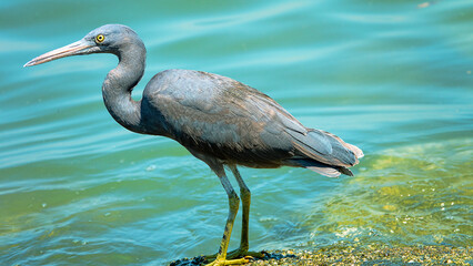 Obraz premium eastern reef heron (Egretta sacra) on the coast of the Andaman Sea, Penang Island, Malaysia. Colour dimorphism, black morph, winter plumage