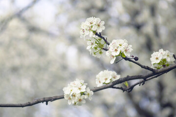 Obraz premium Close-up of white fruit tree blossoms on bare branches before leaf growth. Represents early phenological shift, climate-sensitive flowering phase, seasonal timing change, and fragile ecosystem balance