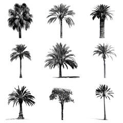 Naklejka premium Different types of palm trees arranged in a grid pattern with simple black and white lines