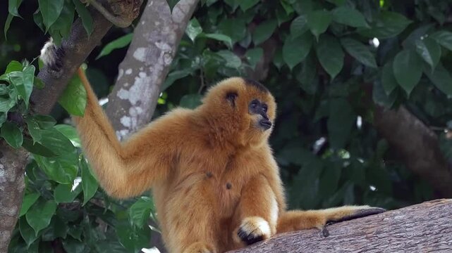 Female Gibbon Sitting On Forest Branch