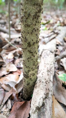 Fototapeta premium A column of Hospitalitermes termites moves through forest litter. Malacca rainforest.