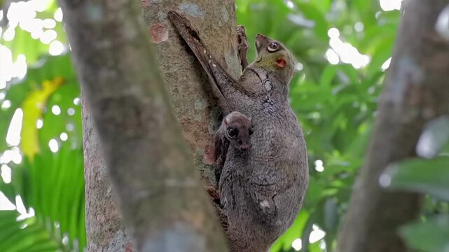 Flying Lemur Baby Under Mother