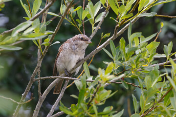Fototapeta premium Juvenile Red-backed Shrike (Lanius collurio)