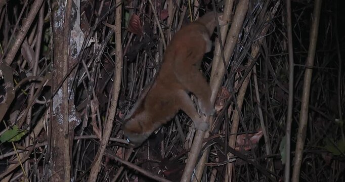 Bengal slow loris climbing through dense forest branches at night. Wildlife conservation and exotic biodiversity in natural habitat.