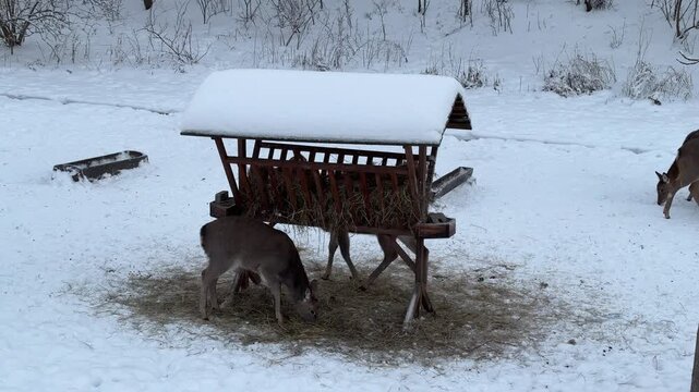 Deer feeding at snowy winter hayrack