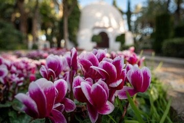 Palmeral Elche The Evening Spain
