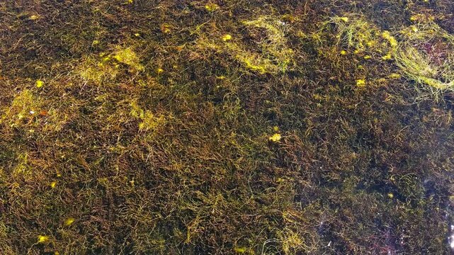 Dense underwater carpet of branched Chara stonewort algae with thread-like green-brown stems swaying gently in calm shallow water. Bright sunlight filters through creating golden highlights on the