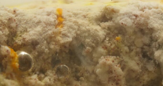 Macro timelapse of mold fungus growth with spores and organic decay bubbles