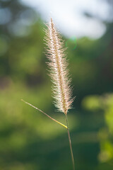 Fototapeta premium close up of a poppy