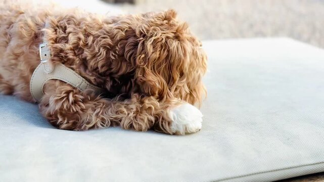 Adorable Curly Doodle Dog Enjoying Bone Poolside Lounger Summer Lifestyle Video Footage