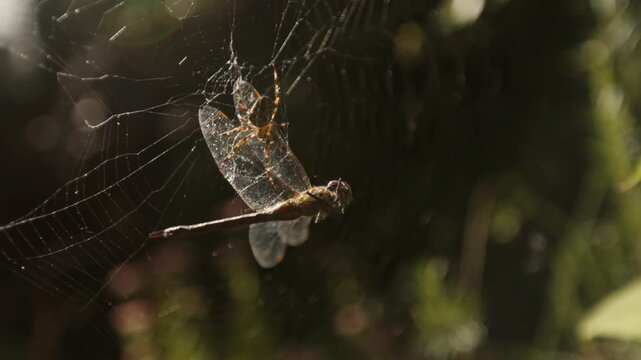 Garden spider coming down securing the trapped dragonfly on its web, closeup macro backlit