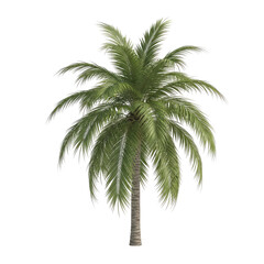 Obraz premium Isolated tropical palm tree featuring vibrant green leaves and a rough bark texture, presented on a transparent background for versatile graphic design use.