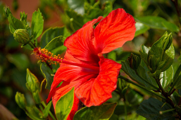 Kwitnący hibiskus. © wojwarm