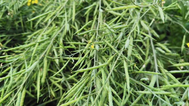 Close-up view of mature mustard seed pods clustered densely on green stems, slender elongated shapes filling the frame with natural texture and soft daylight.