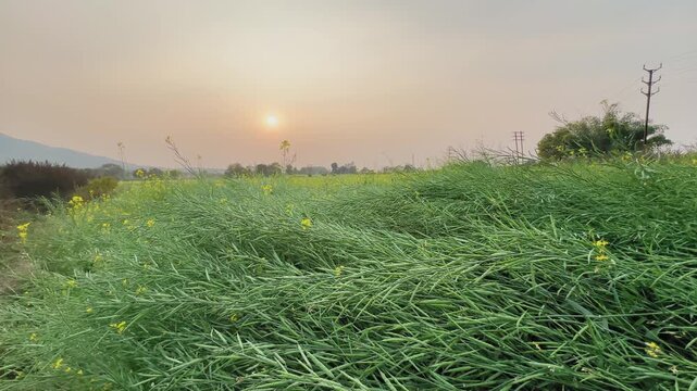 Left to right tracking shot across mature mustard plants with green seed pods and few yellow flowers, dense crop bending gently under warm evening light.