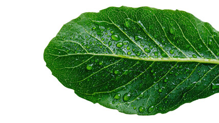 Fototapeta premium Fresh green leaf with water droplets detailed vein texture macro nature foliage moisture isolated on white background