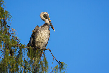 Fototapeta premium Pelican Perched on Tree Branch Under Clear Blue Sky
