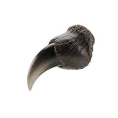 Obraz premium Close Up Of A Single Sharp Predator Claw With Textured Surface Against A Transparent Background