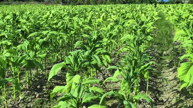 tobacco post newbern tn Tobacco Post, 687 Sharpsferry Rd, Newbern, TN 38059, US