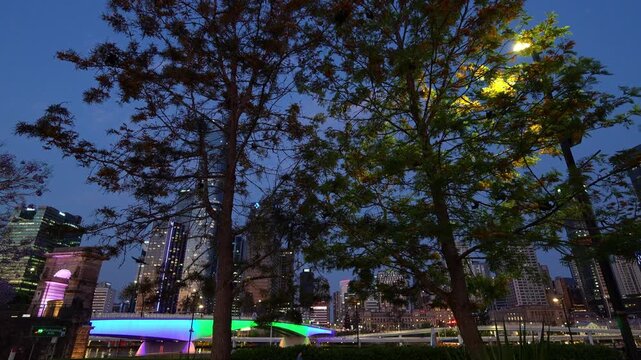 Nocturnal flying foxes fly from camps at dusk to feed on native flowers, pollen, and fruit, spotted in South Brisbane.