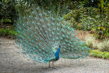 Obraz premium Beautiful peacock fans its tail