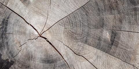 Tree rings showing wood grain texture and cracks