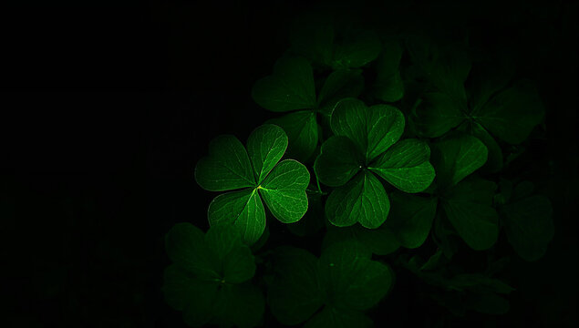 Close-up of vibrant green shamrock leaves against a dark background