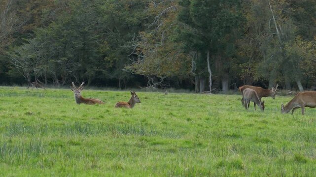 Native red deer grazing in a meadow in Killarney National Park in County Kerry, Ireland. Shot during late afternoon during autumn.