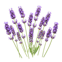 Obraz premium Purple Lavender Blossoms Against Transparent Background with Green Stems and Delicate Petals