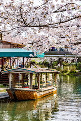 伏見十石舟 桜のある風景
