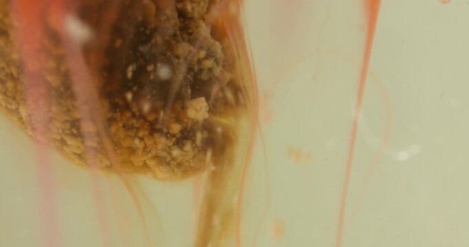 Macro abstract of orange bath bomb dissolving in water with fizzing bubbles and organic ink flow