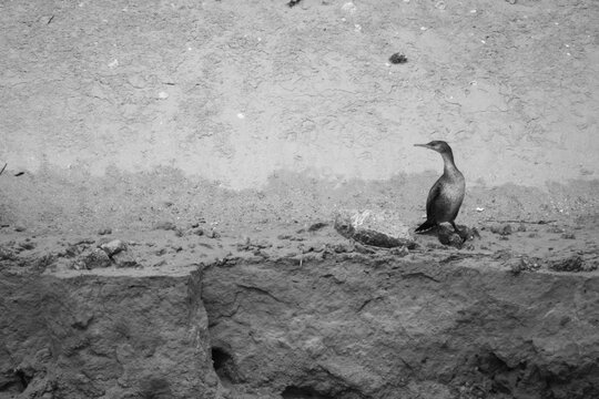 Black and white image of a cormorant standing alone on a rockey riverbank. Minimalist wildlife scene, conveying solitude, stillness and contemplation. No people present.