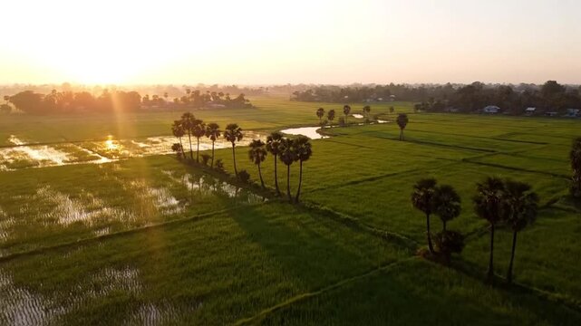 Drone view of peaceful sunrise over rice fields with palm trees and water canals, rural landscape beauty