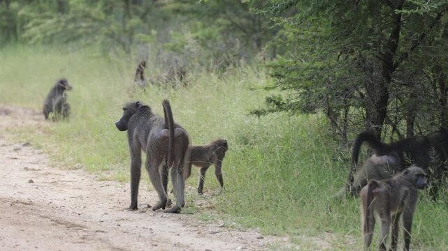  Chacma baboons mating on the road