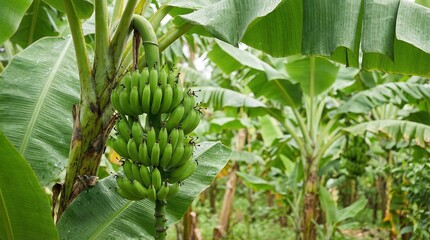 Green Bananas on Tree © บาดาวี บาราเฮง