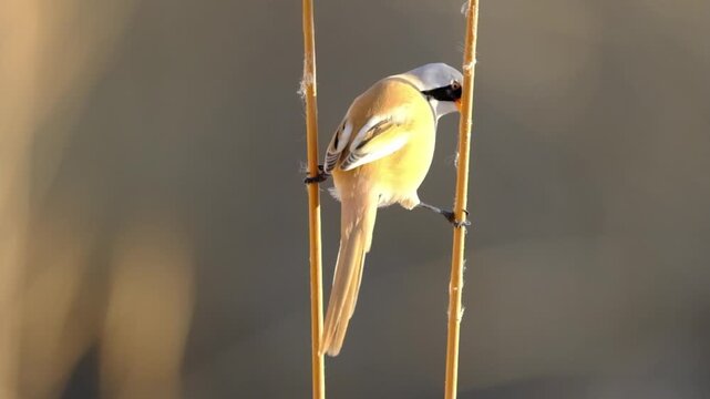 Male Bearded Reedling Perching Between Reed Stems in Wetland