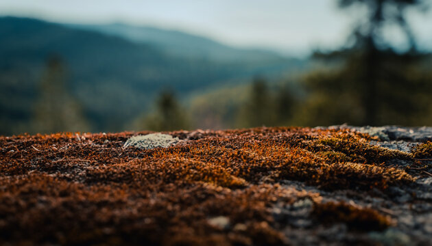 mousse foresti&egrave;re rousse en gros plan avec montagne floue au loin