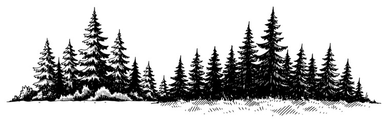 Hand drawn horizontal landscape of a dense coniferous pine forest in vintage engraving style © InsomniaVideo