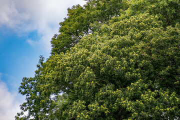 Obraz premium Grand common chestnut tree with a massive trunk and fruit, Castanea sativa