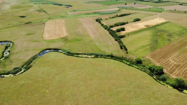 Buffalos, Caws in Water, Flying Drone Aerial View, Domestically Animal Bathing, Cooling in River, Stream, POV