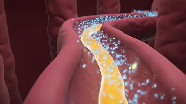 3D Journey Through Kidney Nephron Tubule: Filtrate Flow and Water Reabsorption