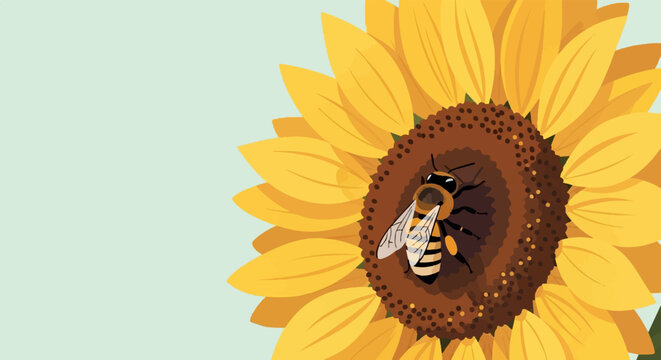 A bee pollinates a vibrant sunflower on a light background