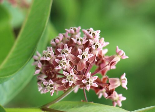 Asclepias syriaca (common milkweed) 