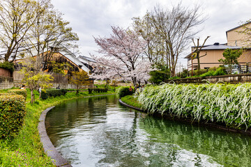 伏見十石舟 桜のある風景