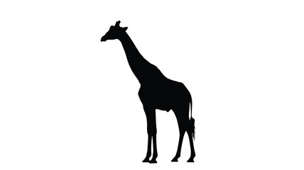a striking giraffe silhouette against a bright white background elegant and simple © MSTMARIA