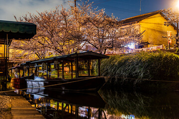 伏見十石舟 桜のある風景