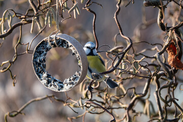 Kleine Blaumeise an einem Futterring im Winter © loerke.foto