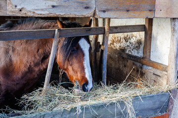 Close-up of a brown bay horse with a white blaze marking eating dry hay in a rustic wooden stable barn on a farm
