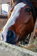 Close-up of a brown bay horse with a white blaze marking eating dry hay in a rustic wooden stable barn on a farm